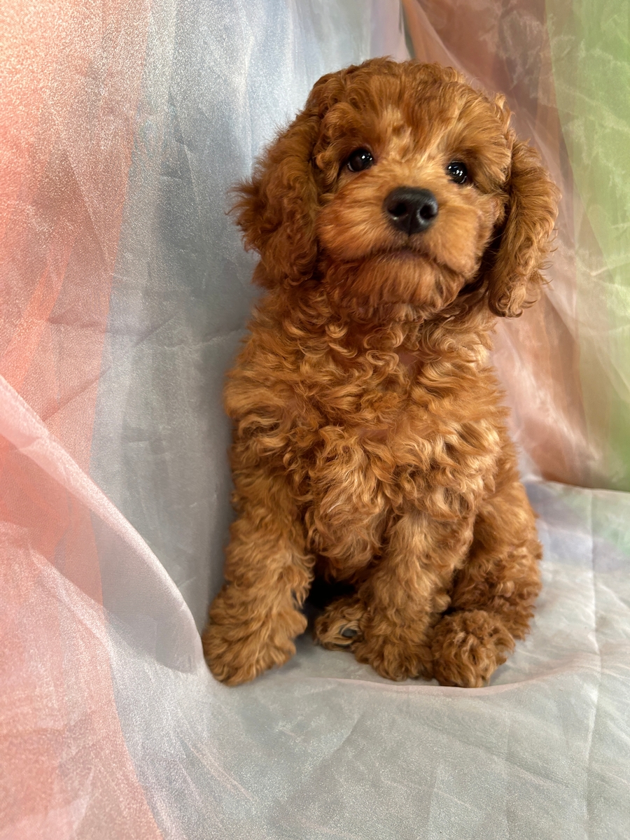 Ready Now! Male F1b Mini Goldendoodle for Sale $1200 DOB 9-29-2023